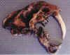 Sabertooth Cat Skull Plaque