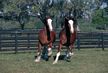 Clydesdales Running Poster- Laminated