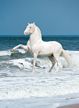 Andalusian Stallion Poster -Laminated