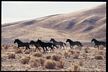 Running Wild Horses Poster Laminated