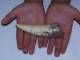 Spinosaurus Tooth Replica 4.5"