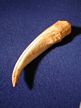 Ornithomimus Hand Claw Replica, dinosaur claw, dinosaur claw resin casting, dinosaur claw model