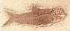 Knightia Humilis Fish Fossil Replica
