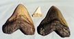 Shark Tooth Replica Black Caracharadon Megalodon