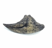 Acrocanthosaurus Toe Claw Replica, dinosaur toe claw replica, dinosaur replica toe claw, dinosaur cl