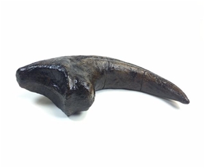 dinosaur claw with skin