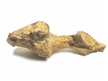 T-Rex Brain Cast, tyrannosaurus brain replica, tyrannosaurus rex brain model, trex brain resin casti