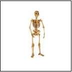 Human Body, kids human body books, human anatomy, human body poster, human skeleton poster, science of the human body, skeleton kit