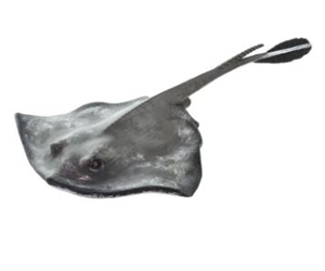 Wild Safari Sealife Sting Ray