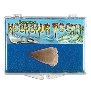 Fossilized Mosasaur Dinosaur Tooth - Boxed