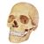 4D Human Anatomy Exploded Skull