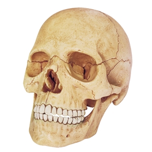 4D Human Anatomy Exploded Skull