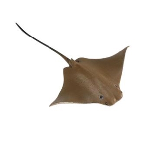 Wild Safari Sealife Cownose Ray