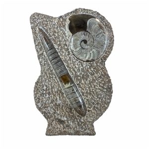 Standing Ammonite Fossil Sculpture Piece 11.5&quot; Office Home Decor