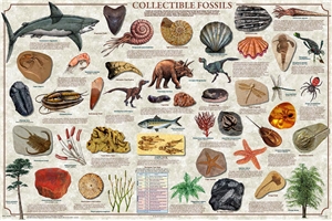 Collectible Fossils Laminated Poster