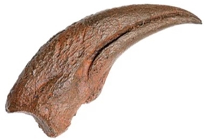 Struthiomimus sp Digit 1 Manus Claw Fossilized Replica