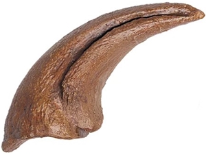 Daspletosaurus Foot Claw Fossilized Replica