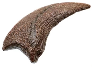 Daspletosaurus “dew” Claw (hallux) Fossilized Replica