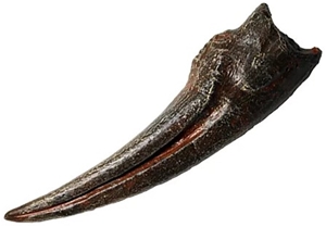 Struthiomimus sp. LG Hand Claw Fossilized Replica