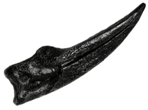 Ornithomimus sp. Hand Claw Fossilized Replica