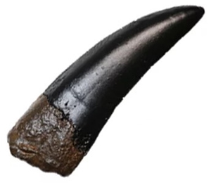 Shaochilong Tooth (Asian Carcharodontosaurus) Fossilized Replica