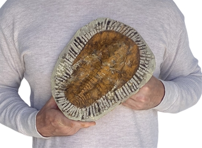 Large Authentic Trilobite Cambropallas Fossil Specimen