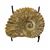 Authentic Ammonite Fossil Piece 4.25" w/ Stand