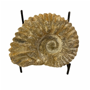 Authentic Ammonite Fossil Piece 4.25&quot; w/ Stand