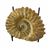Authentic Ammonite Fossil Piece 4.5" w/ Stand