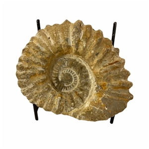 Authentic Ammonite Fossil Piece 4.5&quot; w/ Stand