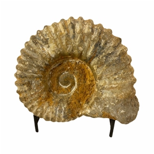 Authentic Ammonite Fossil Piece 5&quot; w/ Stand
