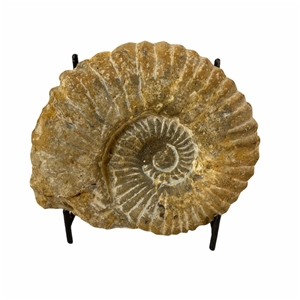 Authentic Ammonite Fossil Piece 4.75&quot; w/ Stand