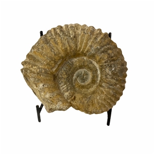 Authentic Ammonite Fossil Piece 4.5&quot; w/ Stand
