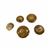 Ammonite Polished Buttons 5 Pack