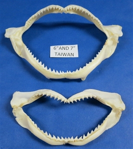 Authentic Shark Jaw 6 to 7/34&quot;