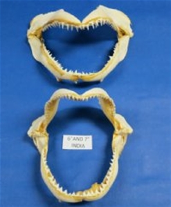 Authentic Shark Jaw 6&quot; to 7 7/8&quot;