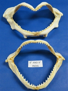Authentic Shark Jaw 8&quot; to 9 1/2&quot;