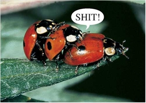 Ladybugs Poster