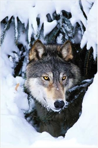 Winter Wolf Poster