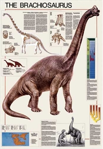 The Brachiosaurus Poster