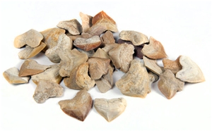 Real Authentic Fossilized Corax Teeth 10 Piece Pack