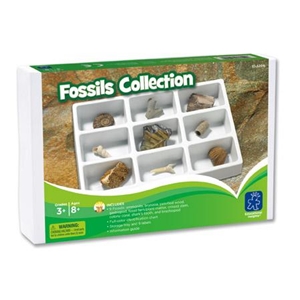 Fossils Collection - Educational Insights