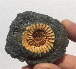Ammonite Fossil Replicas From The Past