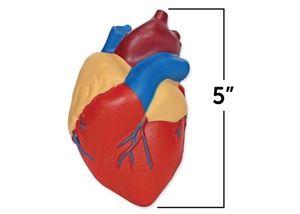 Cross-Section Human Heart Mode
