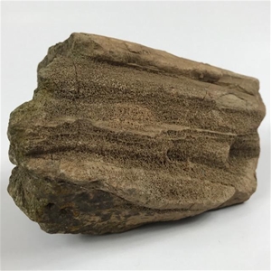 Petrified Wood Fossilized Tree Log 3.8 lbs Texas | 6.25 in. x 4 in.
