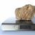 Petrified Wood Fossilized Tree Log 3.6 lbs Texas | 4 in. x 5 in.