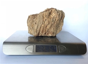 Petrified Wood Fossilized Tree Log 3.6 lbs Texas | 4 in. x 5 in.