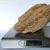 Petrified Wood Fossilized Tree Log 5.6 lbs Texas | 8 in. x 4 in.
