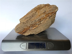 Petrified Wood Fossilized Tree Log 5.6 lbs Texas | 8 in. x 4 in.