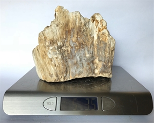 Petrified Wood Fossilized Tree Log 5.3 lbs Texas | 5.5 in. x 6.5 in.